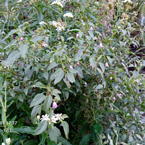 Capsicum cardenasii