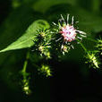 四川風毛菊 四川風毛菊