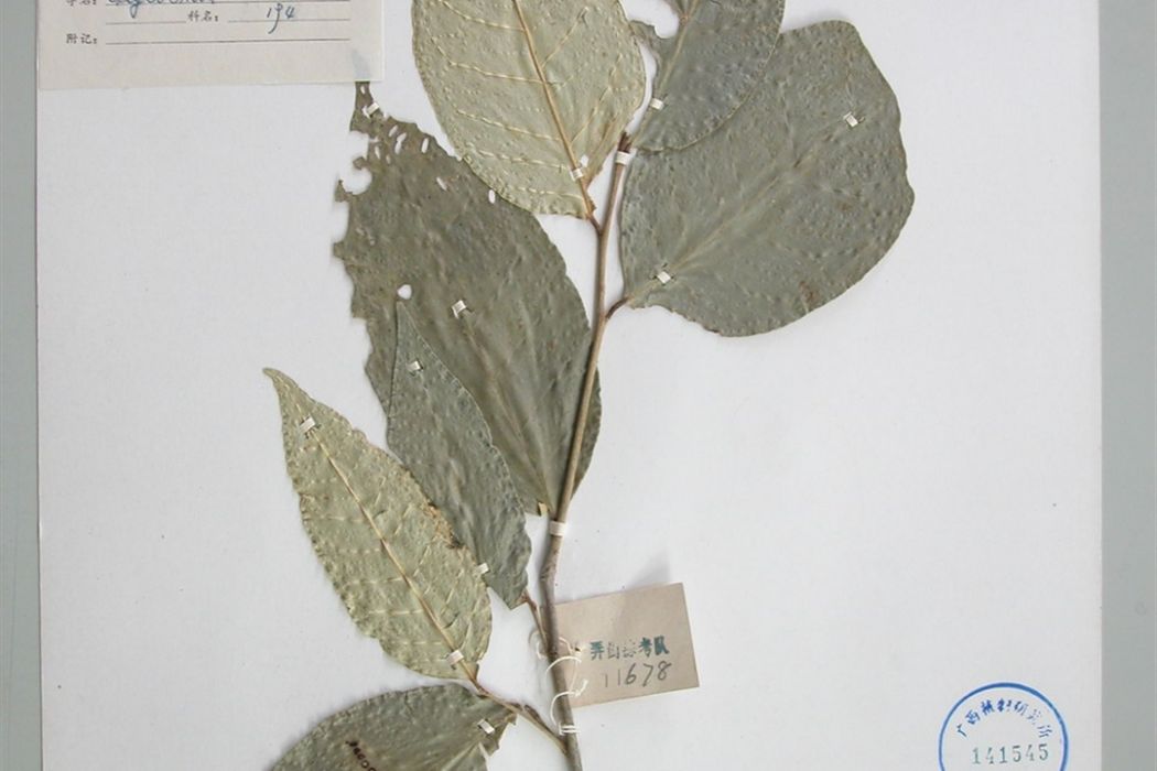 華山小橘 華山小橘