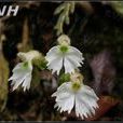 中華叉柱花 中華叉柱花