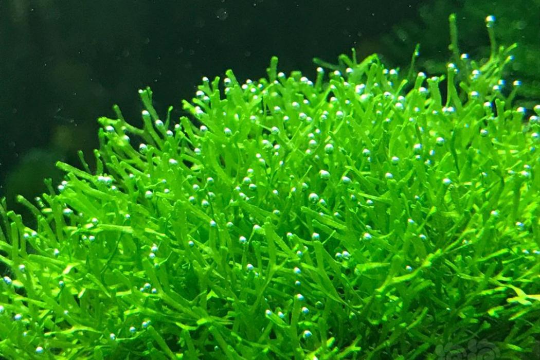 鹿角苔屬 鹿角苔屬