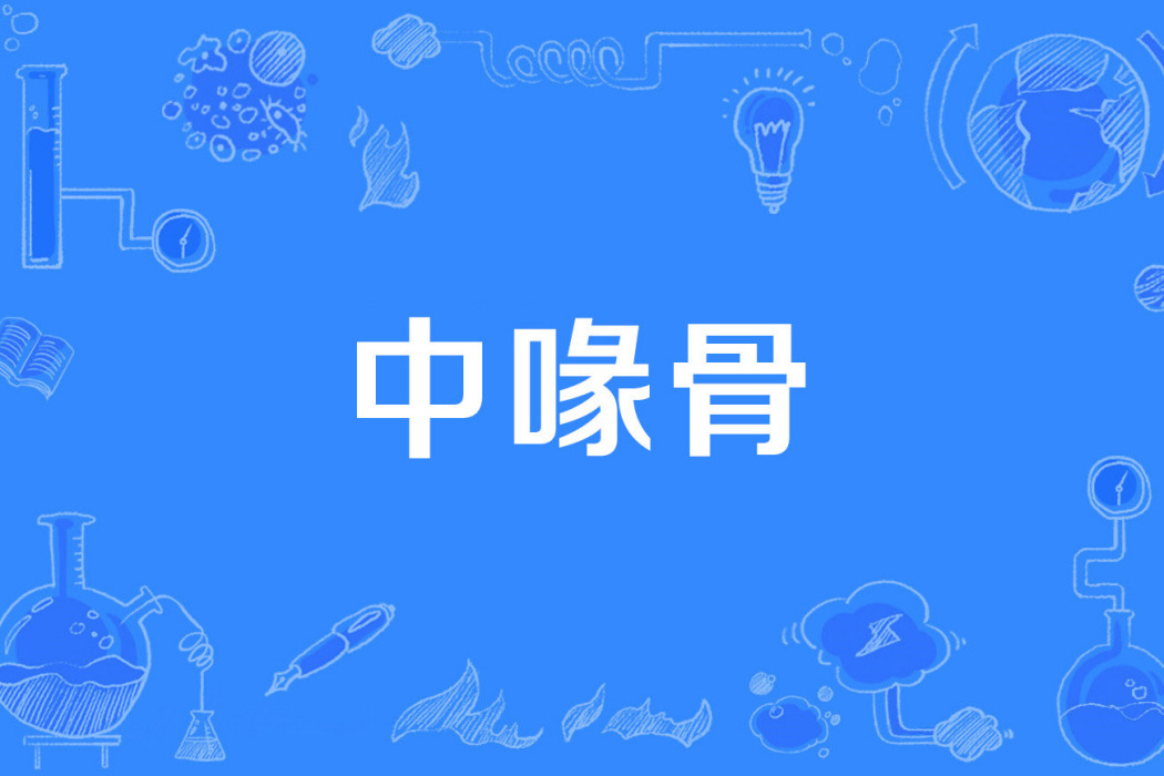 中喙骨 中喙骨