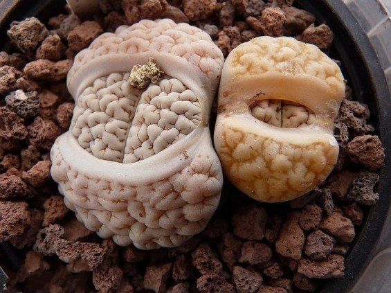 荒玉 荒玉