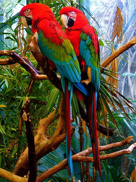 紅綠金剛鸚鵡(圖5)