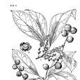 木奶果屬 木奶果屬