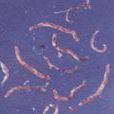 寄生蟲(生物)