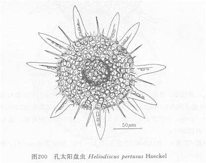 孔太陽盤蟲 孔太陽盤蟲