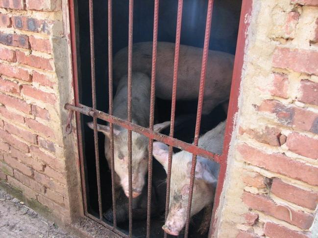 尖溝村：生豬養殖業