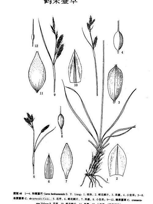 尾苞紫雲菜(尾苞馬藍) 尾苞紫雲菜(尾苞馬藍)