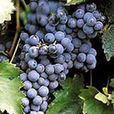 Ruby Cabernet Ruby Cabernet