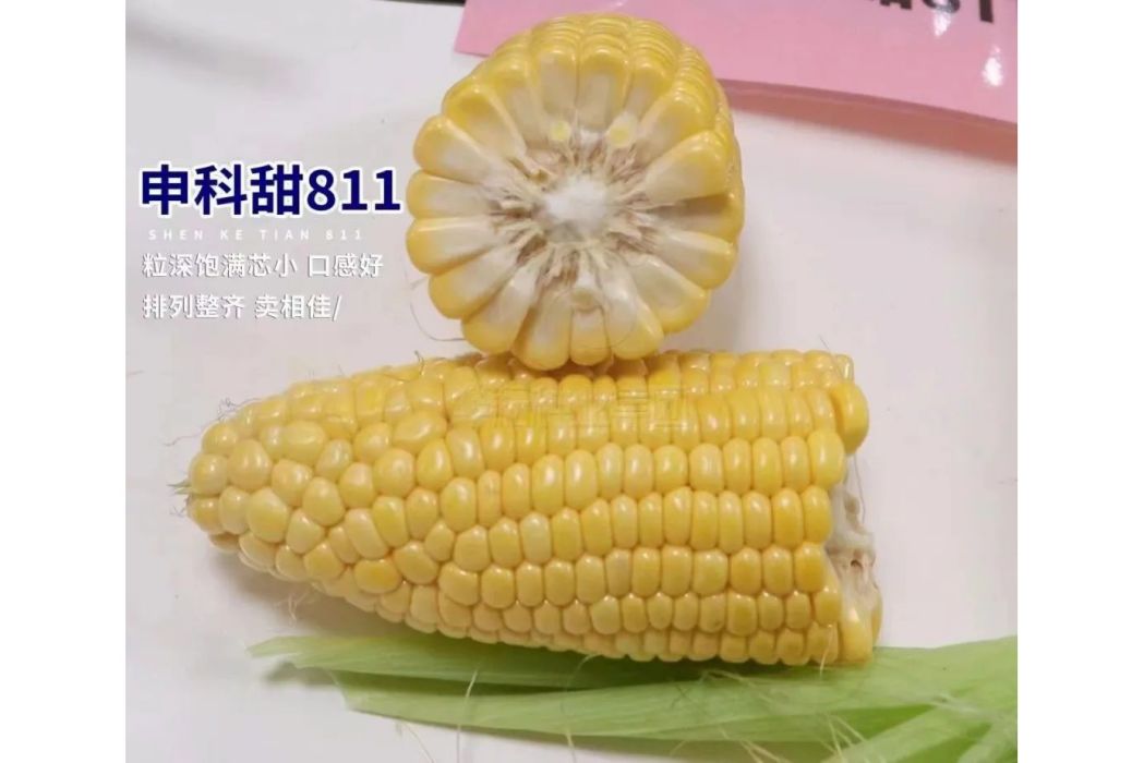 申科甜811 申科甜811