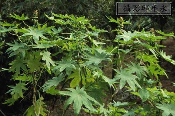 妍詩美菁潤煥白調理液