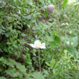 水棉花 水棉花