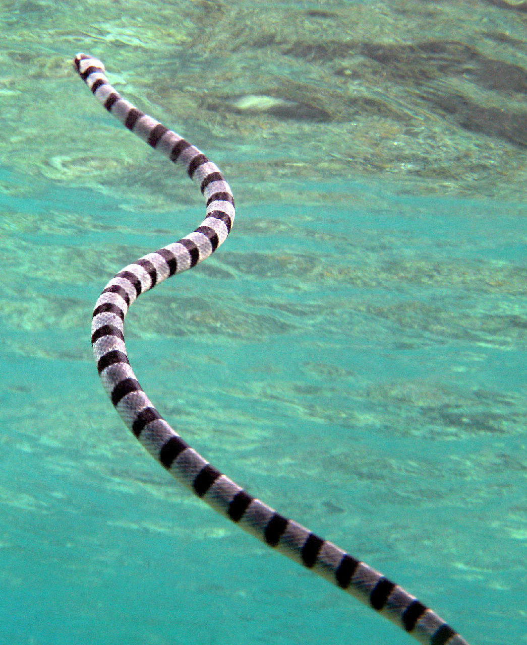 巨環海蛇