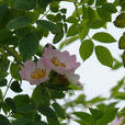 西北薔薇 西北薔薇