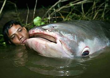 湄公河巨型鯰魚被捕獲