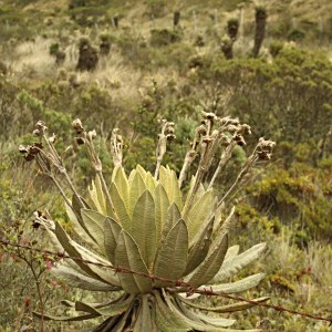 Espeletia barclayana