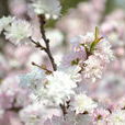 粉花麥李 粉花麥李