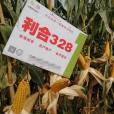 利合328 利合328