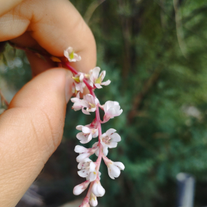 秀柏枝