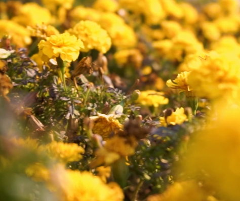芮城菊花 芮城菊花