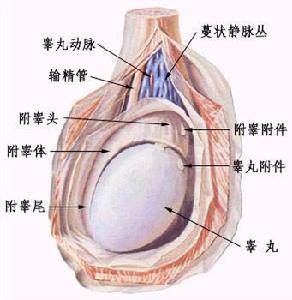 尿潛血