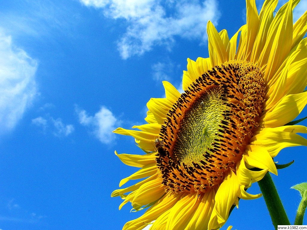 向陽花