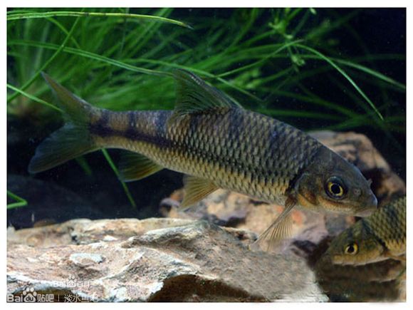窄條光唇魚 窄條光唇魚