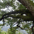 大葉高山櫟 大葉高山櫟