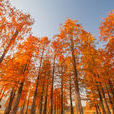 紅杉樹(松柏目杉科植物) 紅杉樹(松柏目杉科植物)