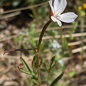 Clarkia epilobioides