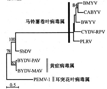黃症病毒科的系統發育樹（聚合酶）