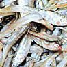 太湖梅鱭魚 太湖梅鱭魚