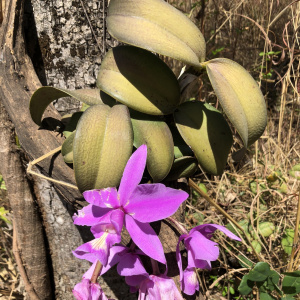 華麗卡特蘭 華麗卡特蘭