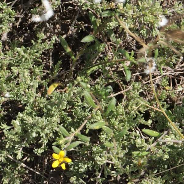 Gorteria piloselloides