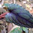燈台兔兒風(菊科兔兒風屬植物) 燈台兔兒風(菊科兔兒風屬植物)