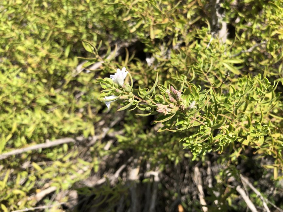 Poliomintha glabrescens