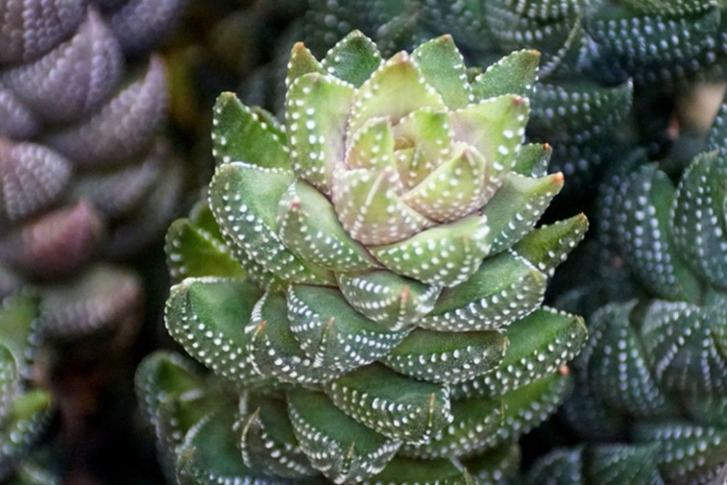 龍爪(百合科十二卷屬植物) 龍爪(百合科十二卷屬植物)