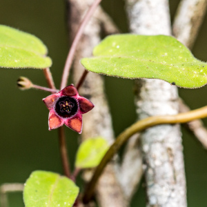 Emplectanthus dalzellii