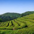 大韓茶園 大韓茶園