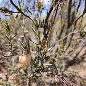 Guichenotia tuberculata