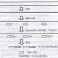 PCR標記法 PCR標記法