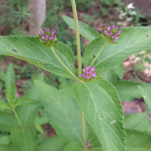 Lantana ukambensis