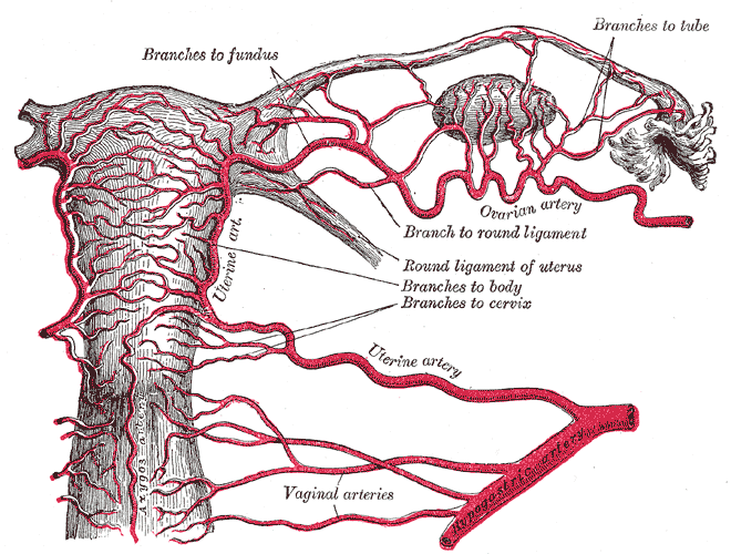 卵巢動脈