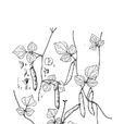 圓葉野扁豆(植物) 圓葉野扁豆(植物)