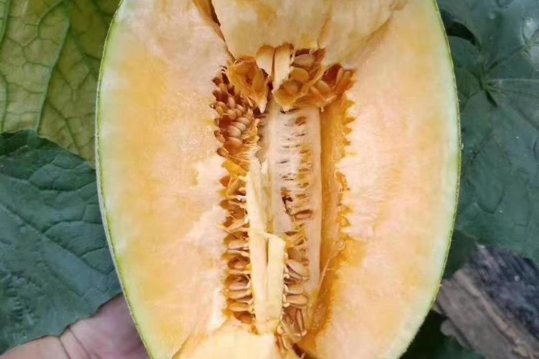 伯洪蜜5號 伯洪蜜5號