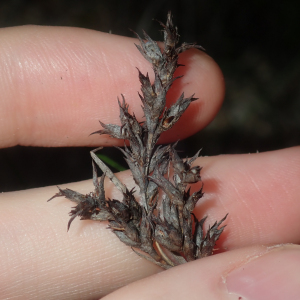 Lepidosperma calcicola