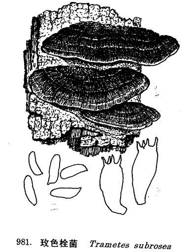 玫色栓菌 玫色栓菌