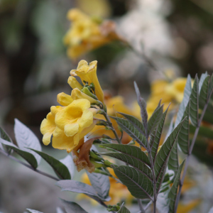 Tecoma stans