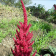 千穗谷
